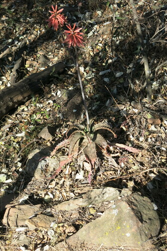 Aloe davyana, photograph 4