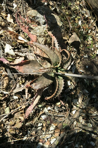 Aloe davyana, photograph 5