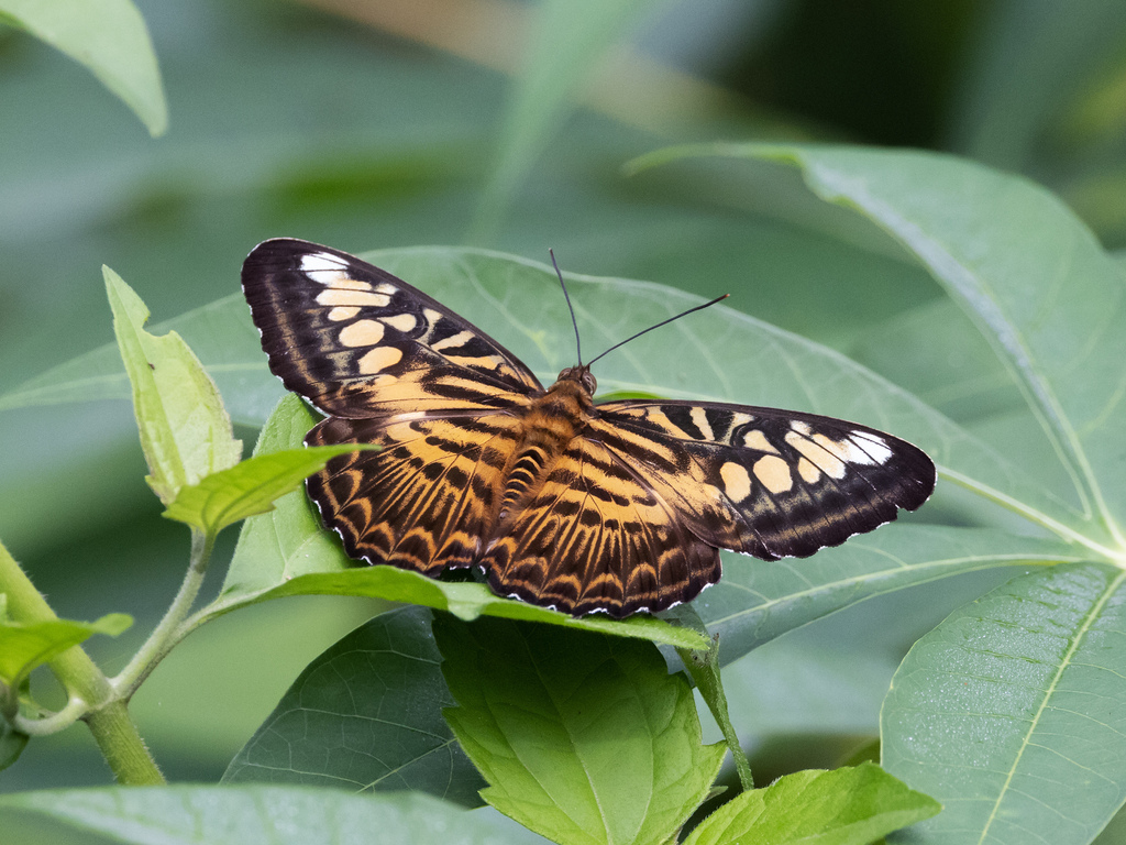 Clipper From Talasea Rural LLG Papua New Guinea On July 17 2023 At 08 
