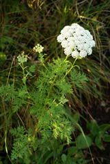 Seseli seseloides