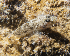 Favonigobius lateralis