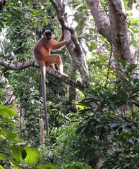 Trachypithecus pileatus