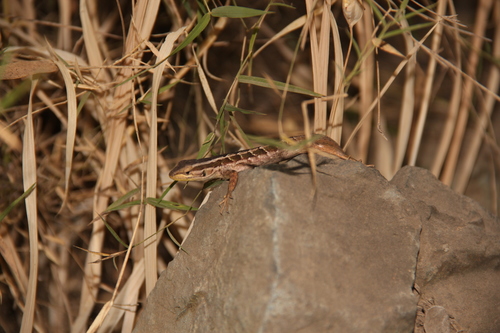 Liolaemus schroederi