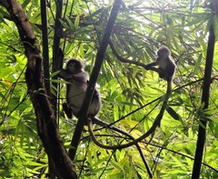 Trachypithecus phayrei