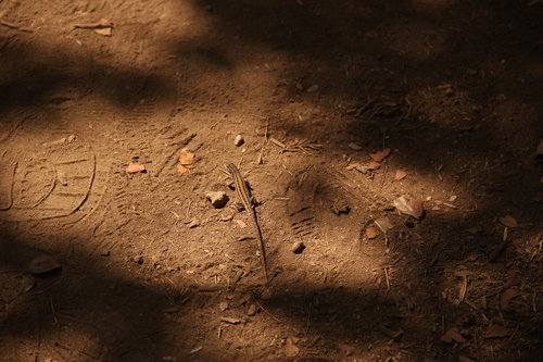 Liolaemus lemniscatus