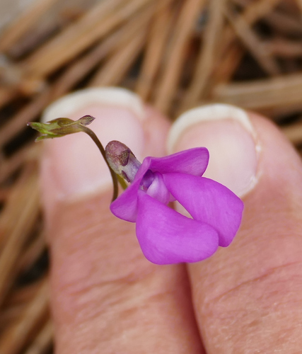 Pinos Altos Mountain bean (Phaseolus parvulus)