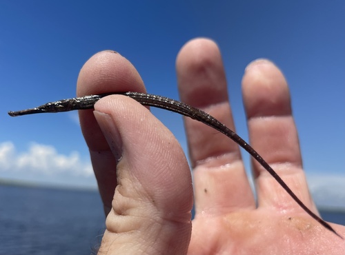 Opossum pipefish (Microphis lineatus) — Syngnathidae — 2