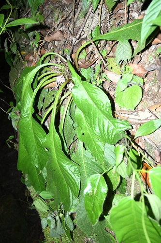 Image of Trichodrymonia Erythropus (Trichodrymonia erythropus) by (c) Samuel Peláez Vélez, some rights reserved (CC BY)