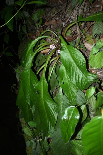 Image of Trichodrymonia Erythropus (Trichodrymonia erythropus) by (c) Samuel Peláez Vélez, some rights reserved (CC BY)