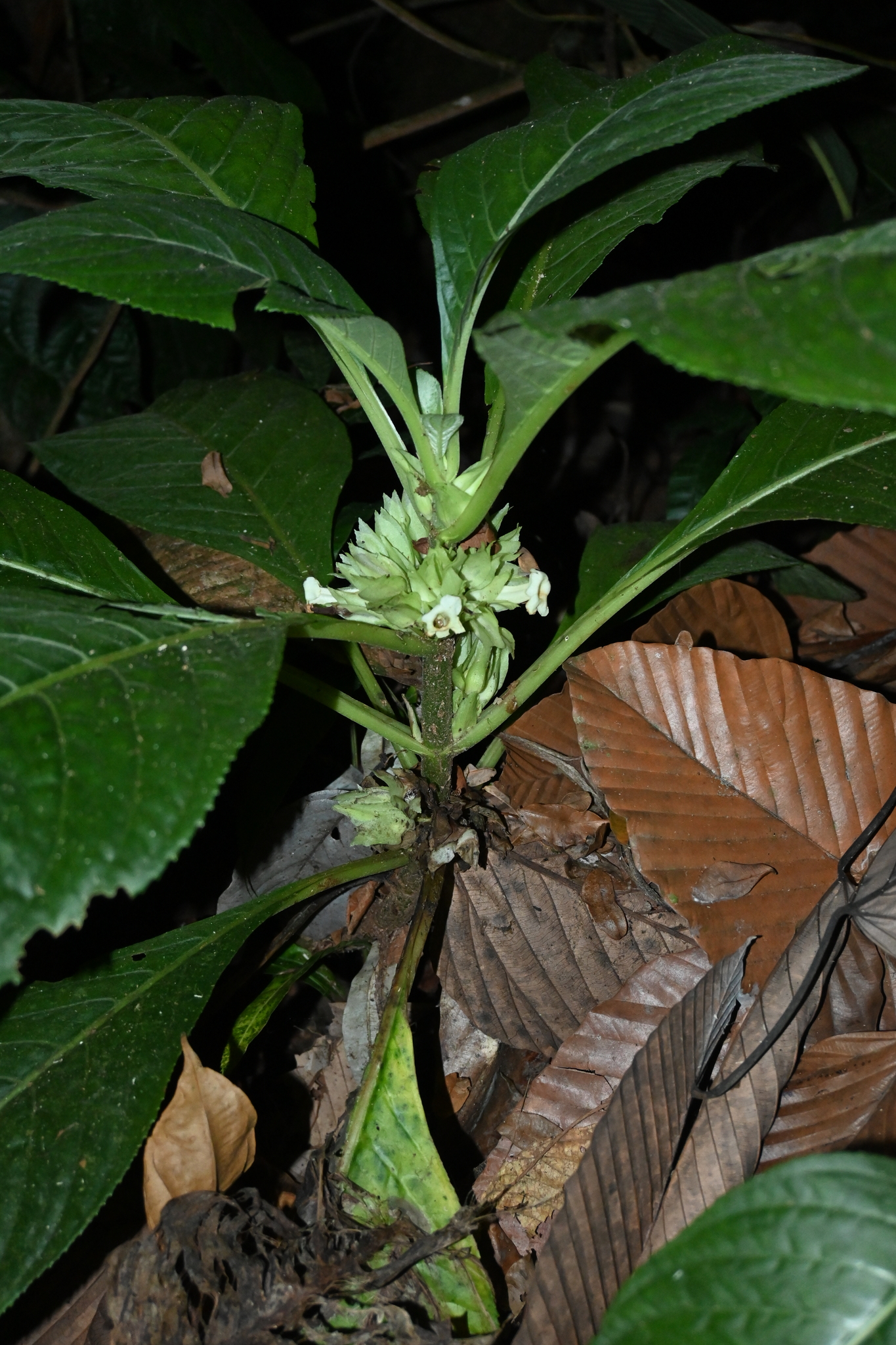 Nautilocalyx pallidus