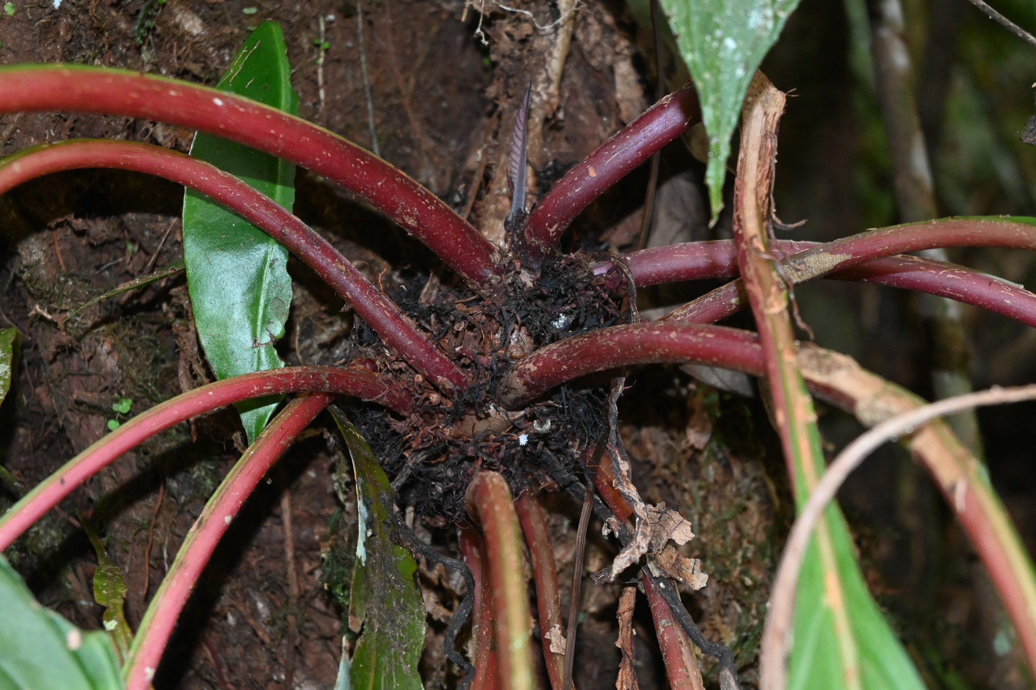 Trichodrymonia conferta