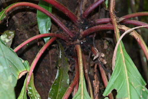 Image of Trichodrymonia Conferta (Trichodrymonia conferta) by (c) Samuel Peláez Vélez, some rights reserved (CC BY)