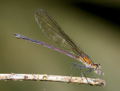 Hetaerina occisa