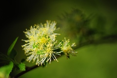 Neviusia alabamensis