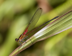 Hetaerina sanguinea