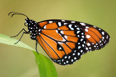 Danaus gilippus