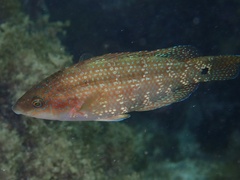 Atlantic Wrasse photo 2