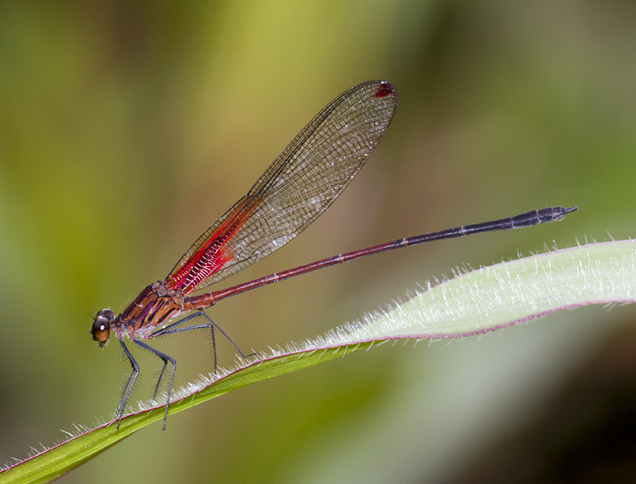 Hetaerina sanguinea