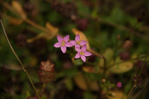 Centaurium cachanlahuen (Centaurium cachanlahuen)