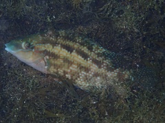 Atlantic Wrasse photo 3