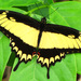 Astyalus Swallowtail - Photo (c) Sandro Salomon, some rights reserved (CC BY-NC), uploaded by Sandro Salomon