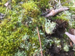 Cladonia piedmontensis
