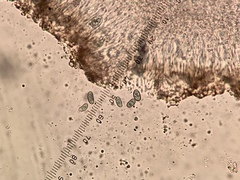 Rinodina maculans image