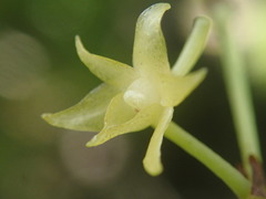 Angraecum zeylanicum