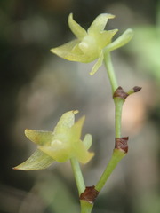 Angraecum zeylanicum