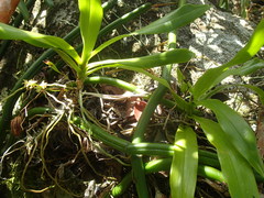 Angraecum zeylanicum