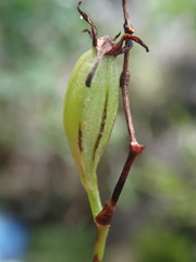 Angraecum zeylanicum