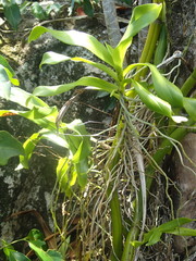 Angraecum zeylanicum