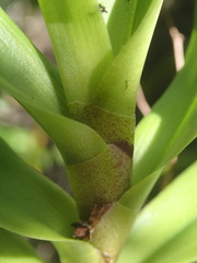 Angraecum zeylanicum