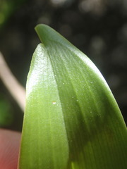 Angraecum zeylanicum