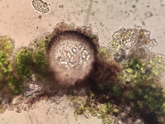 Verrucaria trabalis