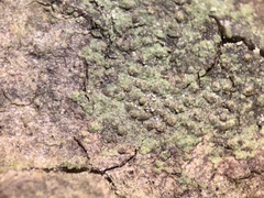 Verrucaria trabalis