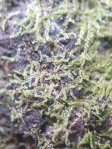 Image of Harpalejeunea molleri by no rights reserved