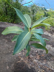 Ficus reflexa sechellensis