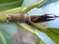 Ficus reflexa sechellensis