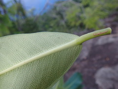 Ficus reflexa sechellensis