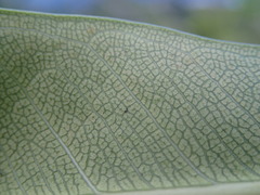 Ficus reflexa sechellensis