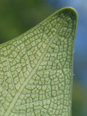 Ficus reflexa sechellensis