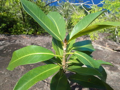 Ficus reflexa sechellensis