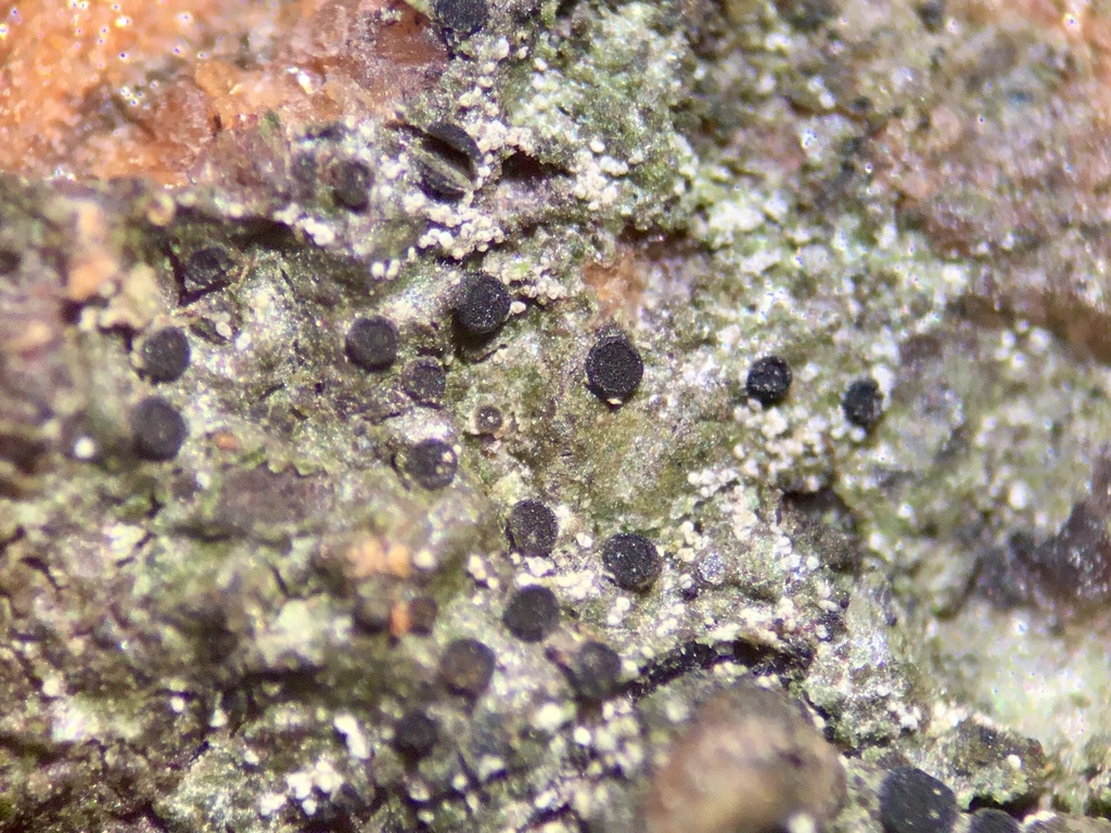 Catillaria chalybeia