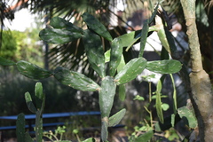 Opuntia cochenillifera