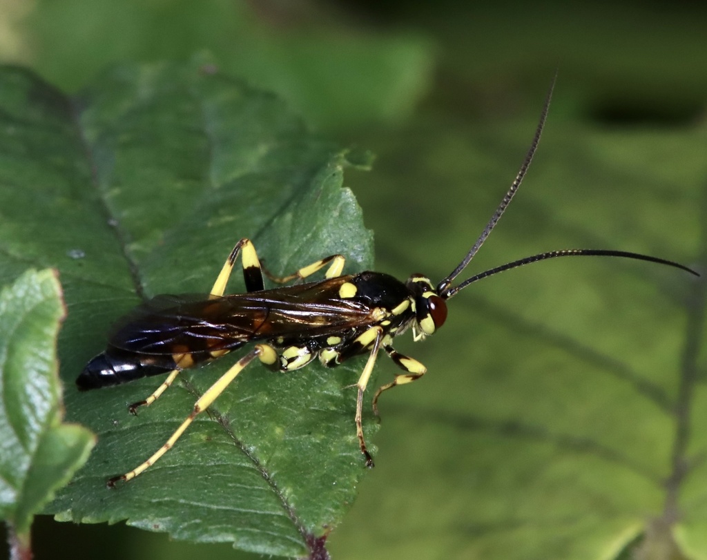 Hepiopelmus variegatorius