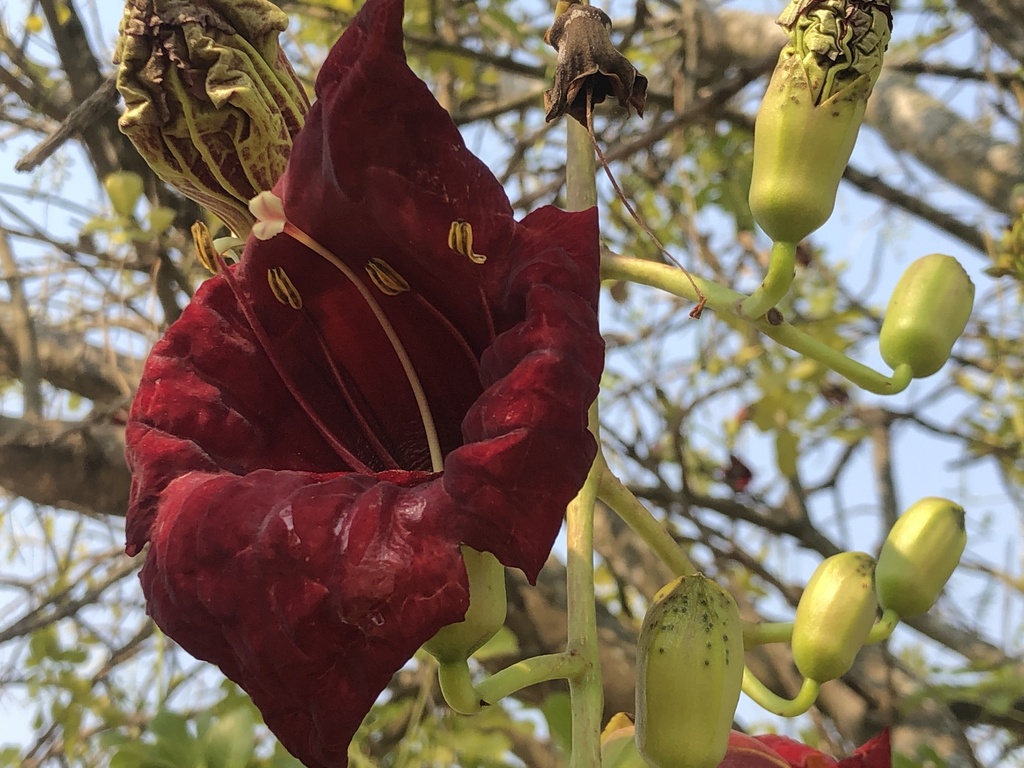 Sausage tree from Kruger National Park, MP, ZA on August 25, 2023 at 02