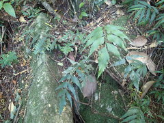 Asplenium petiolulatum