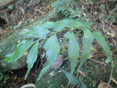 Asplenium petiolulatum