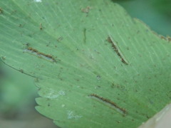 Asplenium petiolulatum